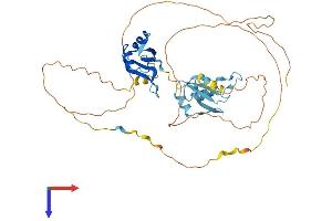 HNRPDL Protein (AA 1-420) (His tag)