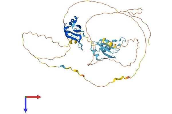 HNRPDL Protein (AA 1-420) (His tag)