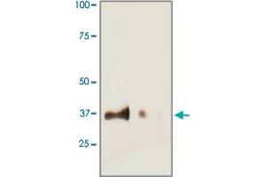 Tissue lysate from mouse heart was resolved onto 12% SDS-PAGE and transferred onto NC Membrane, then probed by TNNT2 polyclonal antibody  at 1 : 500, right lane. (Cardiac Troponin T2 Antikörper)