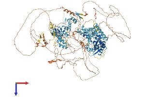 POGZ Protein (AA 1-1409) (His tag)