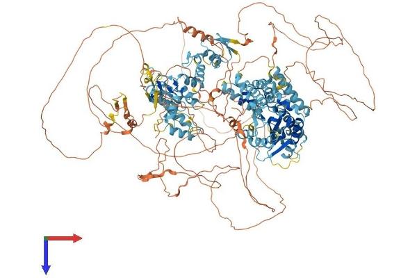 POGZ Protein (AA 1-1409) (His tag)