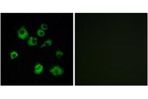 Immunofluorescence analysis of MCF7 cells, using HCRTR1 Antibody. (HCRTR1 Antikörper  (AA 298-347))