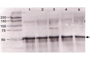 Immunoblotting of Angpt1 polyclonal antibody  was used at a 1:500 dilution to detect mouse Angptl1 by western blot against supernatants of mouse angiopoietin-expressing endothelial cells. (Angiopoietin 1 Antikörper  (N-Term))