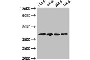 Western Blot Positive WB detected in Recombinant protein All lanes: pepF antibody at 2. (PepF (AA 1-210) Antikörper)