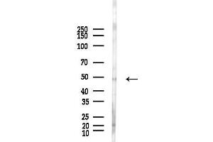 Western blot analysis of lysates from Hela cells(LPS, 4h treatment), using HDAC3 Antibody at 1/1000 dilution.
