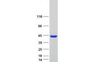 Western Blotting (WB) image for Tropomyosin-2 (TPM2) (Transcript Variant 2) protein (Myc-DYKDDDDK Tag) (ABIN2734389)