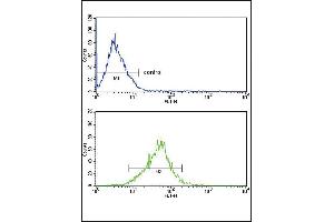 Flow cytometricof MCF-7 cells (bottom histogram) compared to a negative control cell (top histogram). (APOL1 Antikörper  (AA 137-171))