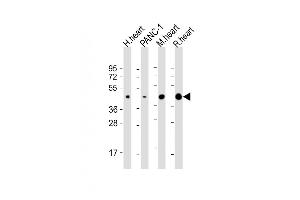 All lanes : Anti-WNT5A Antibody (Center) at 1:2000 dilution Lane 1: human heart lysate Lane 2: NC-1 whole cell lysate Lane 3: mouse heart lysate Lane 4: rat heart lysate Lysates/proteins at 20 μg per lane. (WNT5A Antikörper  (AA 185-213))