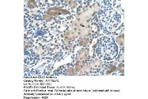 Human kidney (DLX2 Antikörper  (C-Term))