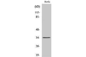 Western Blotting (WB) image for anti-Olfactory Receptor, Family 5, Subfamily AK, Member 3 Pseudogene (OR5AK3P) (C-Term) antibody (ABIN3180783)
