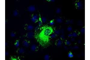 Anti-PROM2 mouse monoclonal antibody (ABIN2452584) immunofluorescent staining of COS7 cells transiently transfected by pCMV6-ENTRY PROM2 (RC211605). (Prominin 2 Antikörper)