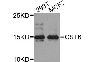 Western blot analysis of extract of various cells, using CST6 antibody. (CST6 Antikörper)