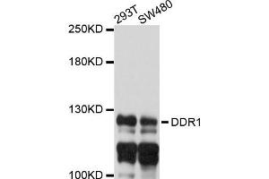 Western blot analysis of extracts of 293T and SW480 cells, using DDR1 antibody. (DDR1 Antikörper)