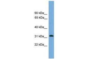 Image no. 1 for anti-Mitochondrial Ribosomal Protein S2 (MRPS2) (C-Term) antibody (ABIN6745621) (MRPS2 Antikörper  (C-Term))