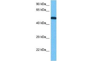 Western Blotting (WB) image for anti-GNAS Complex Locus (GNAS) (N-Term) antibody (ABIN2775542)