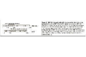 Image no. 3 for anti-Zinc Finger Protein 148 (ZNF148) antibody (ABIN117932) (ZNF148 Antikörper)