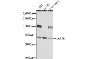 Western blot analysis of extracts of various cell lines, using L Rabbit pAb (ABIN6133432, ABIN6143094, ABIN6143095 and ABIN6216932) at 1:3000 dilution. (LARP4B Antikörper  (AA 519-738))