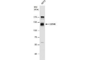 WB Image CD146 antibody detects CD146 protein by western blot analysis. (MCAM Antikörper  (N-Term))
