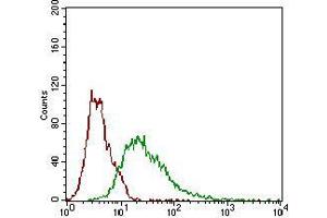 Flow cytometric analysis of Hela cells using ROR2 mouse mAb (green) and negative control (red). (ROR2 Antikörper  (AA 59-155))