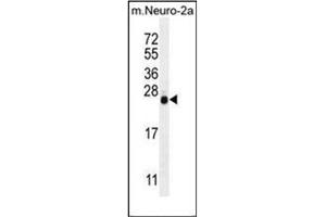 Western blot analysis of  LIN28 Antibody  in mouse Neuro-2a cell line lysates (35ug/lane).