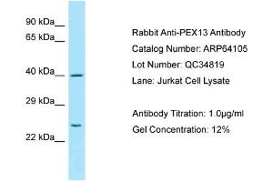 Western Blotting (WB) image for anti-Peroxisomal Biogenesis Factor 13 (PEX13) (C-Term) antibody (ABIN2789732) (PEX13 Antikörper  (C-Term))
