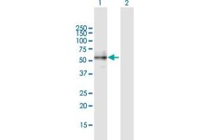 Western Blot analysis of BMP2 expression in transfected 293T cell line by BMP2 MaxPab polyclonal antibody. (BMP2 Antikörper  (AA 1-396))