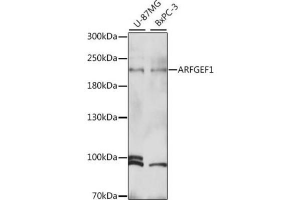 ARFGEF1 anticorps  (AA 220-420)