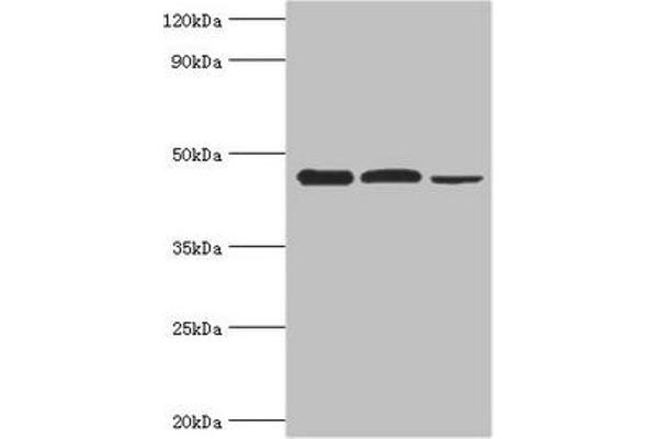 EIF4A1 Antikörper  (AA 167-406)