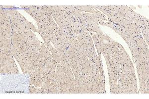 Immunohistochemical analysis of paraffin-embedded mouse heart tissue.
