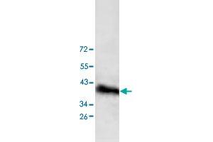 Western blot analysis of HepG2 cell lysate with DPF1 polyclonal antibody  at 1 : 200 dilution. (DPF1 Antikörper  (C-Term))