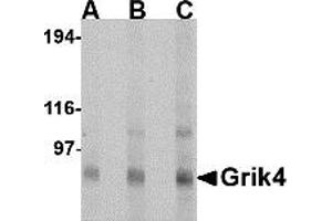 Western Blotting (WB) image for anti-Glutamate Receptor, Ionotropic, Kainate 4 (GRIK4) (N-Term) antibody (ABIN1031397) (GRIK4 Antikörper  (N-Term))