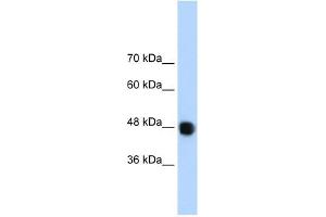 DAZAP1 antibody used at 1.