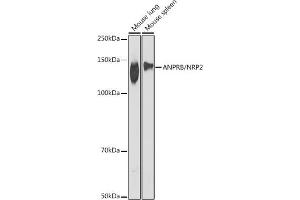 Western blot analysis of extracts of various cell lines, using ANPRB/NRP2 antibody (ABIN7268831) at 1:1000 dilution. (NPR2 Antikörper)