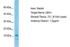 Host: RabbitTarget Name: DDA1Antibody Dilution: 1. (DDA1 Antikörper  (Middle Region))
