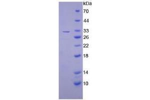 SDS-PAGE analysis of Mouse PAI2 Protein. (SERPINB2 Protein)