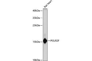 Western blot analysis of extracts of rat heart, using POLR2F antibody (ABIN6132561, ABIN6145919, ABIN6145921 and ABIN6222568) at 1:3000 dilution. (POLR2F Antikörper  (AA 1-127))