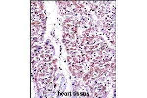 PTEN Antibody (C-term ) ((ABIN6242539 and ABIN6579043))immunohistochemistry analysis in formalin fixed and paraffin embedded human heart tissue followed by peroxidase conjugation of the secondary antibody and DAB staining. (PTEN Antikörper  (C-Term))