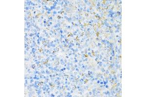 Immunohistochemistry (IHC) image for anti-Vesicle-Associated Membrane Protein 1 (Synaptobrevin 1) (VAMP1) (AA 1-96) antibody (ABIN6150046)