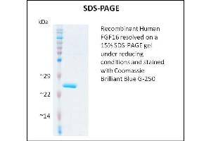 SDS-PAGE (SDS) image for Fibroblast Growth Factor 16 (FGF16) (Active) protein (ABIN5509484)