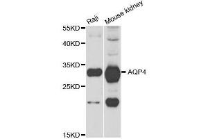 Western blot analysis of extracts of various cell lines, using AQP4 antibody. (Aquaporin 4 Antikörper  (AA 244-323))