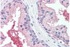 Anti-CADM2 antibody  ABIN960749 IHC staining of human prostate. (CADM2 Antikörper  (Extracellular Domain))