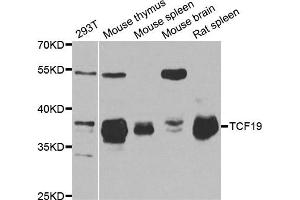 Western Blotting (WB) image for anti-Transcription Factor 19 (TCF19) antibody (ABIN1877133) (TCF19 Antikörper)