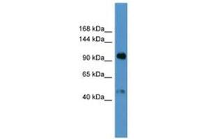 Image no. 1 for anti-Apolipoprotein A (APOA) (AA 3653-3702) antibody (ABIN6746794)