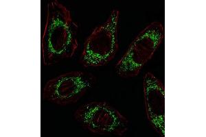 Immunofluorescence (IF) image for anti-Ornithine Aminotransferase (OAT) antibody (ABIN3003953) (OAT Antikörper)