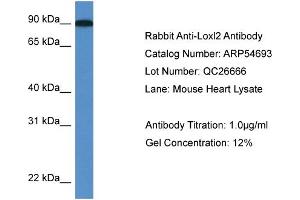 Western Blotting (WB) image for anti-Lysyl Oxidase-Like 2 (LOXL2) (C-Term) antibody (ABIN2785834)