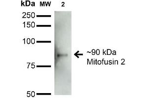 Western Blot analysis of Rat Brain Membrane showing detection of ~90 kDa Mitofusin 2 protein using Mouse Anti-Mitofusin 2 Monoclonal Antibody, Clone S153-5 . (MFN2 Antikörper  (AA 370-600))