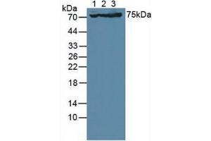 Figure. (Glutamate Receptor 3 Antikörper  (AA 649-823))