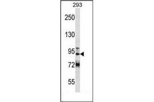 Western blot analysis of GCC1 Antibody (C-term) in 293 cell line lysates (35ug/lane). (GCC1 Antikörper  (C-Term))
