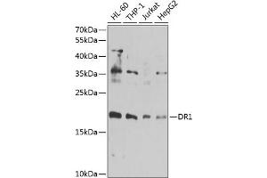 Western blot analysis of extracts of various cell lines, using DR1 antibody  at 1:1000 dilution. (DR1 Antikörper  (AA 1-176))