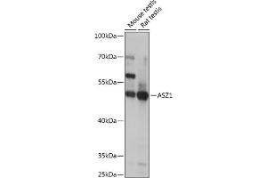 Western blot analysis of extracts of various cell lines, using  antibody  at 1:1000 dilution. (ASZ1 Antikörper  (AA 1-350))